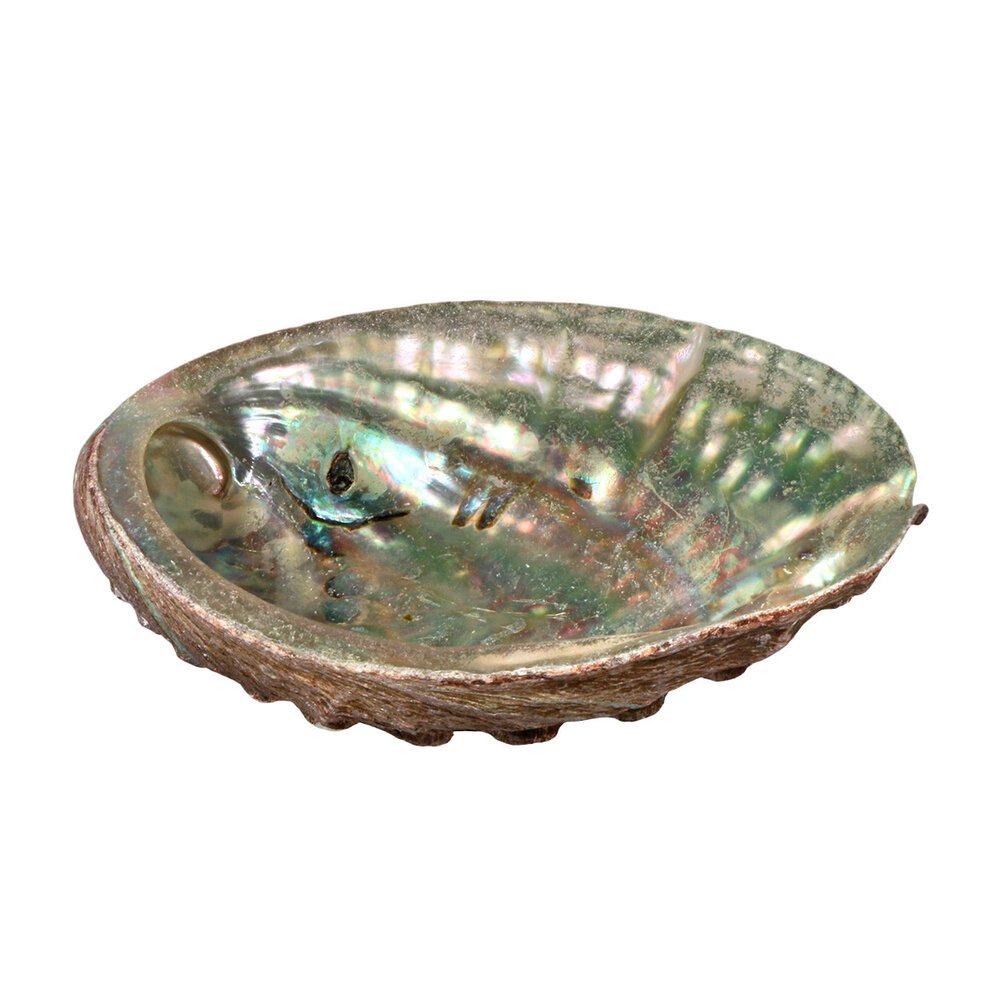 Abalone schelp gepolijst klein Abalone schelp gepolijst klein