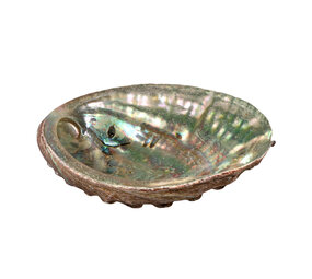 Abalone schelp gepolijst klein Abalone schelp gepolijst klein