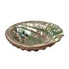 Abalone schelp gepolijst klein Abalone schelp gepolijst klein