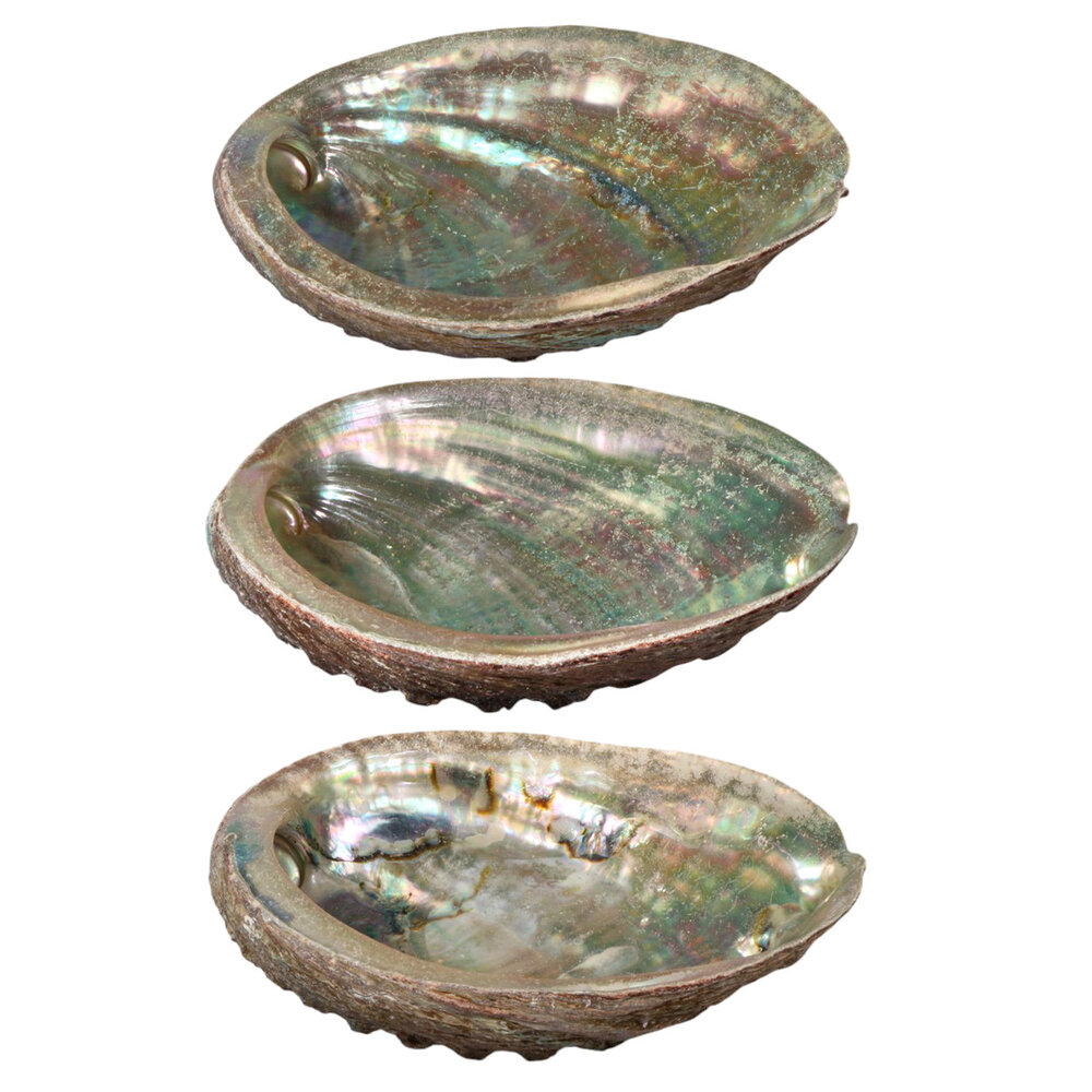 Abalone schelp gepolijst klein Abalone schelp gepolijst klein