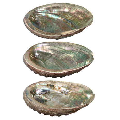 Abalone schelp gepolijst klein Abalone schelp gepolijst klein