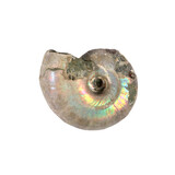 Ammoniet fossiel 10 - 25 gram