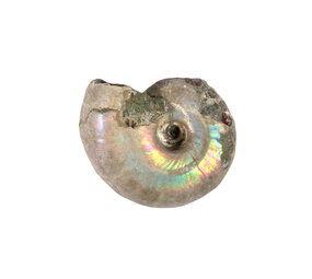 Ammoniet fossiel 10 - 25 gram