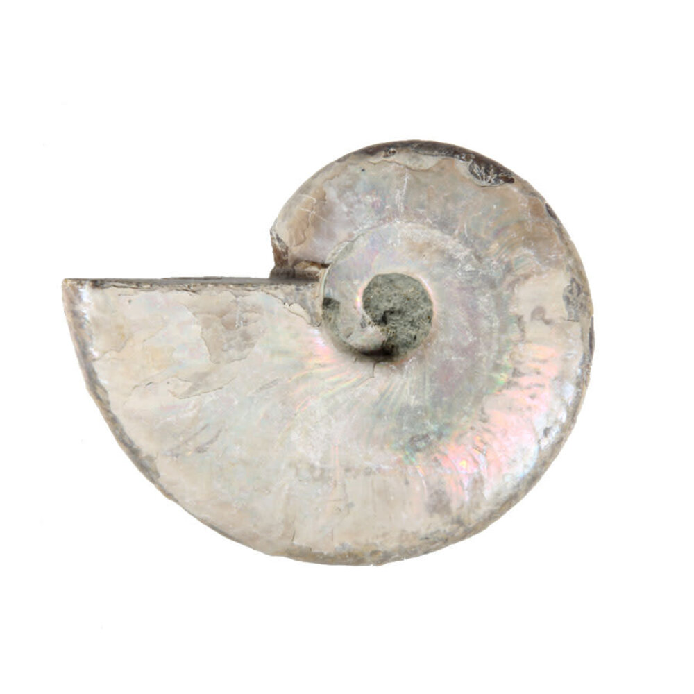 Ammoniet fossiel 25 - 50 gram Ammoniet fossiel 25 - 50 gram
