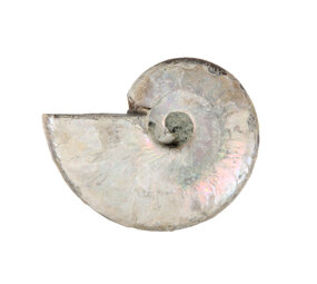 Ammoniet fossiel 25 - 50 gram Ammoniet fossiel 25 - 50 gram