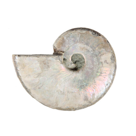 Ammoniet fossiel 25 - 50 gram Ammoniet fossiel 25 - 50 gram