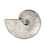 Ammoniet fossiel 25 - 50 gram Ammoniet fossiel 25 - 50 gram
