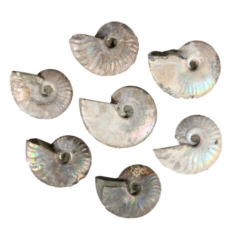 Ammoniet fossiel 25 - 50 gram Ammoniet fossiel 25 - 50 gram