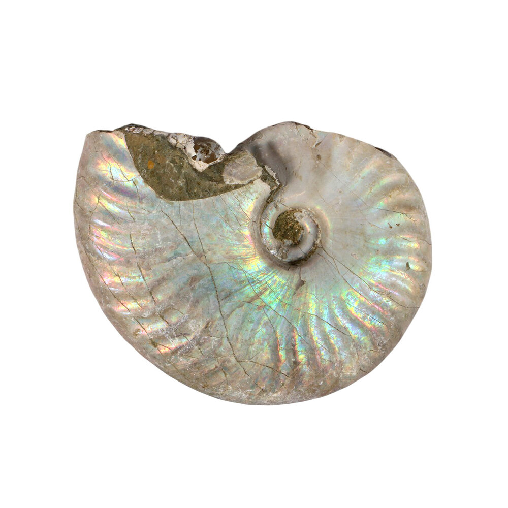 Ammoniet fossiel 50 - 100 gram Ammoniet fossiel 50 - 100 gram