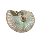 Ammoniet fossiel 50 - 100 gram