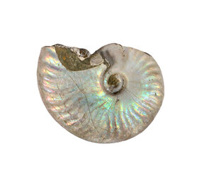 Ammoniet fossiel 50 - 100 gram Ammoniet fossiel 50 - 100 gram