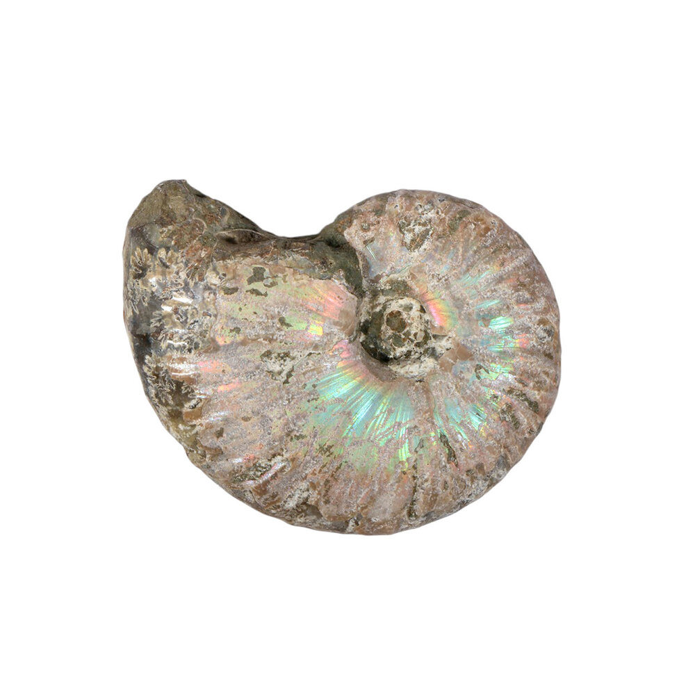 Ammoniet fossiel 25 - 50 gram