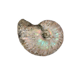 Ammoniet fossiel 25 - 50 gram Ammoniet fossiel 25 - 50 gram