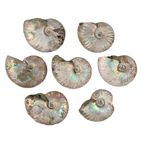 Ammoniet fossiel 25 - 50 gram