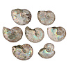 Ammoniet fossiel 25 - 50 gram