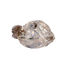 Herkimer diamant A-kwaliteit cluster 5,8 x 3,5 x 2,1 cm | 49 gram Herkimer diamant A-kwaliteit cluster 5,8 x 3,5 x 2,1 cm | 49 gram