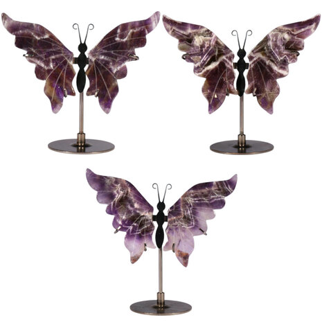 Amethist (chevron) vlinder op zwarte standaard Amethist (chevron) vlinder op zwarte standaard