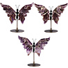 Amethist (chevron) vlinder op zwarte standaard Amethist (chevron) vlinder op zwarte standaard