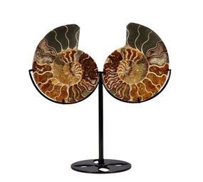 Ammoniet fossiel paar  op standaard 12,5  x 10,3 x 1,5 cm | 709 gram