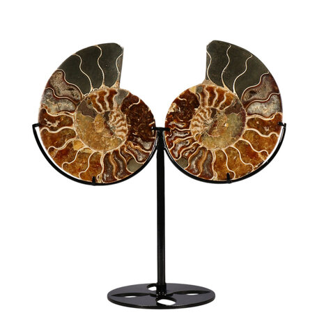 Ammoniet fossiel paar  op standaard 12,5  x 10,3 x 1,5 cm | 709 gram
