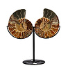 Ammoniet fossiel paar  op standaard 12,5  x 10,3 x 1,5 cm | 709 gram