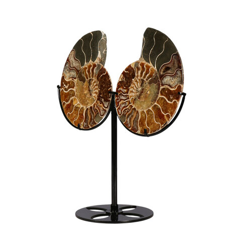 Ammoniet fossiel paar  op standaard 12,5  x 10,3 x 1,5 cm | 709 gram