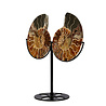 Ammoniet fossiel paar  op standaard 12,5  x 10,3 x 1,5 cm | 709 gram