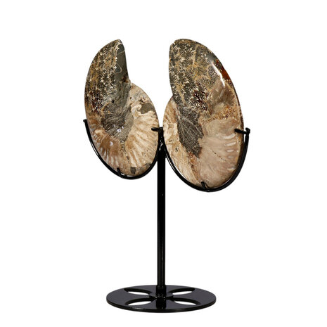 Ammoniet fossiel paar  op standaard 12,5  x 10,3 x 1,5 cm | 709 gram
