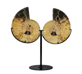Ammoniet fossiel paar op standaard 13,8 x 11 x 1,9 cm | 882 gram Ammoniet fossiel paar op standaard 13,8 x 11 x 1,9 cm | 882 gram