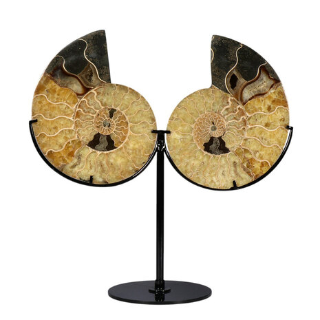 Ammoniet fossiel paar op standaard 13,8 x 11 x 1,9 cm | 882 gram Ammoniet fossiel paar op standaard 13,8 x 11 x 1,9 cm | 882 gram