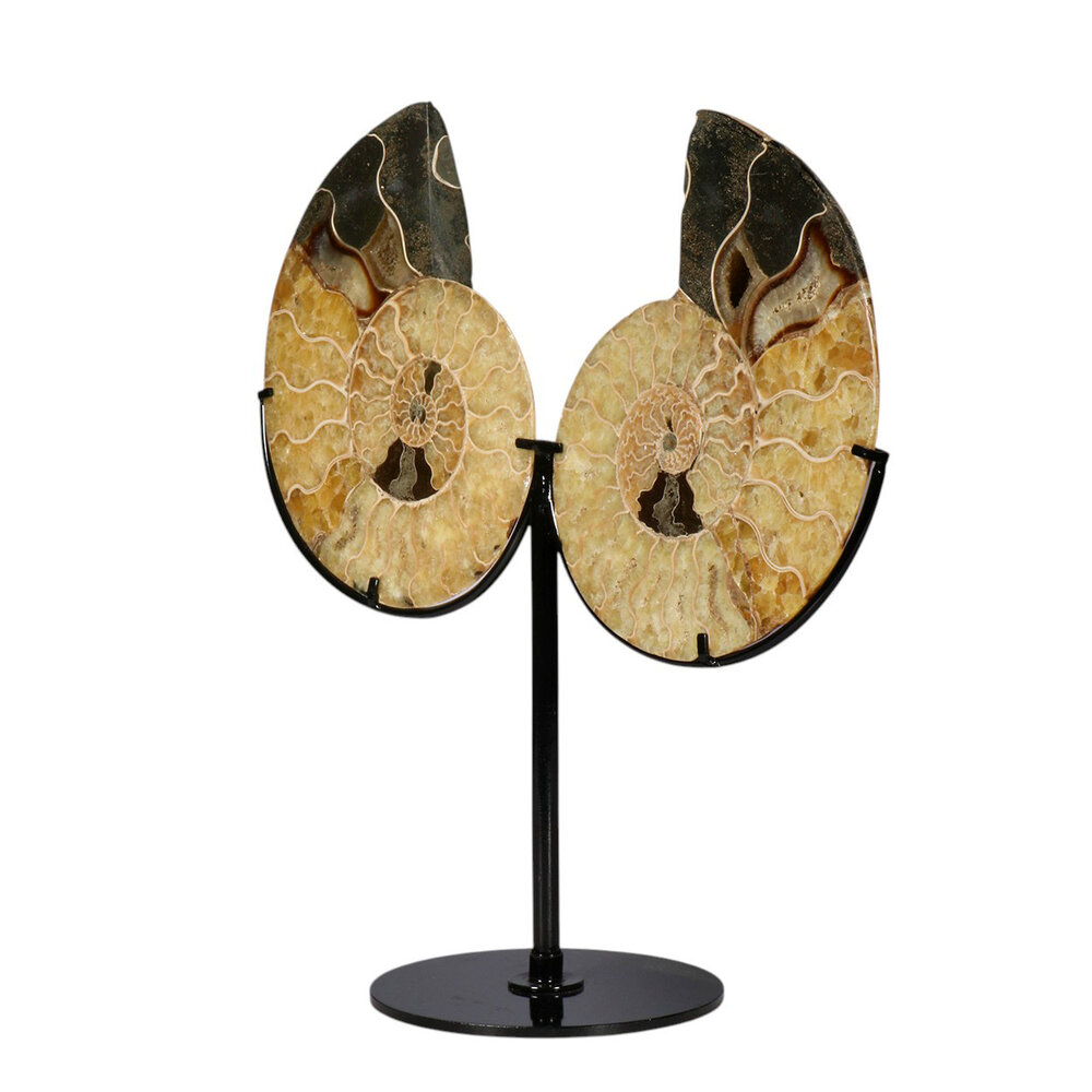 Ammoniet fossiel paar op standaard 13,8 x 11 x 1,9 cm | 882 gram Ammoniet fossiel paar op standaard 13,8 x 11 x 1,9 cm | 882 gram