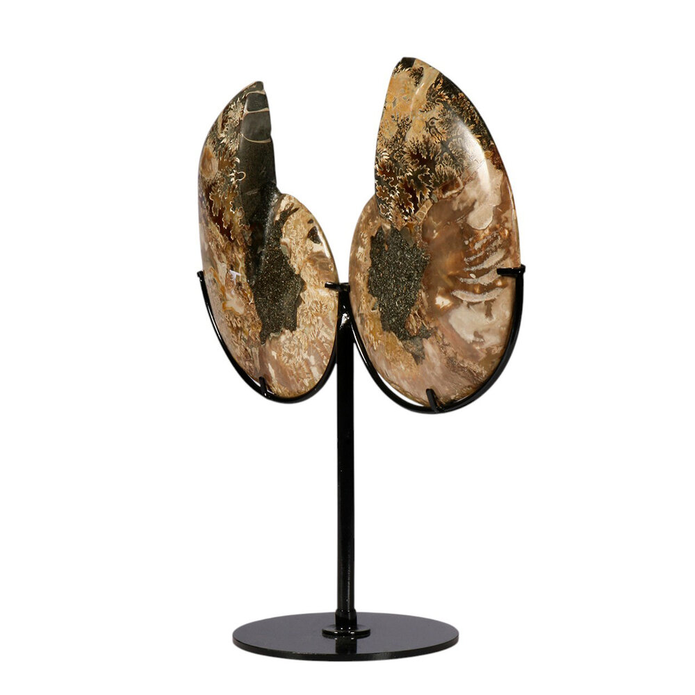 Ammoniet fossiel paar op standaard 13,8 x 11 x 1,9 cm | 882 gram Ammoniet fossiel paar op standaard 13,8 x 11 x 1,9 cm | 882 gram