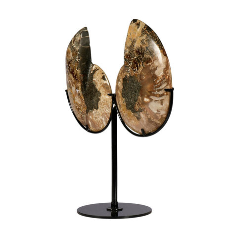 Ammoniet fossiel paar op standaard 13,8 x 11 x 1,9 cm | 882 gram Ammoniet fossiel paar op standaard 13,8 x 11 x 1,9 cm | 882 gram