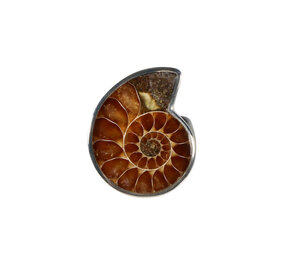 Zilveren ring ammoniet fossiel maat 17 | 2,2 x 1,7 cm Zilveren ring ammoniet fossiel maat 17 | 2,2 x 1,7 cm