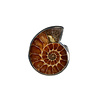 Zilveren ring ammoniet fossiel maat 17 | 2,2 x 1,7 cm Zilveren ring ammoniet fossiel maat 17 | 2,2 x 1,7 cm