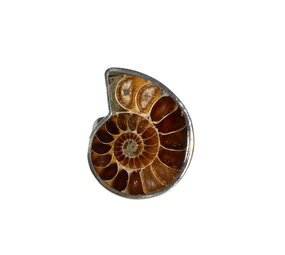 Zilveren ring ammoniet fossiel maat 17 1/2 | 2,3 x 1,8 cm Zilveren ring ammoniet fossiel maat 17 1/2 | 2,3 x 1,8 cm