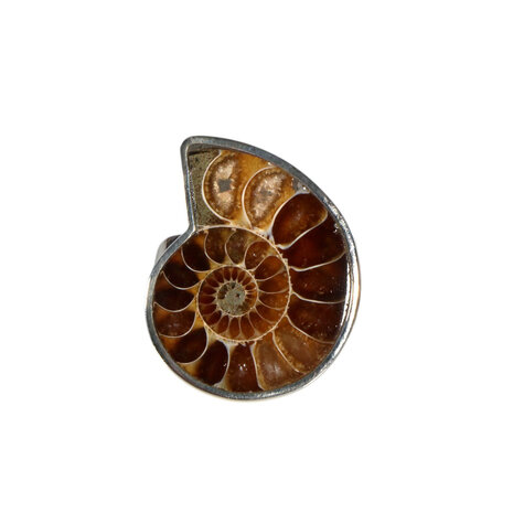 Zilveren ring ammoniet fossiel maat 17 1/2 | 2,3 x 1,8 cm Zilveren ring ammoniet fossiel maat 17 1/2 | 2,3 x 1,8 cm