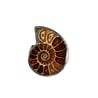 Zilveren ring ammoniet fossiel maat 17 1/2 | 2,3 x 1,8 cm Zilveren ring ammoniet fossiel maat 17 1/2 | 2,3 x 1,8 cm