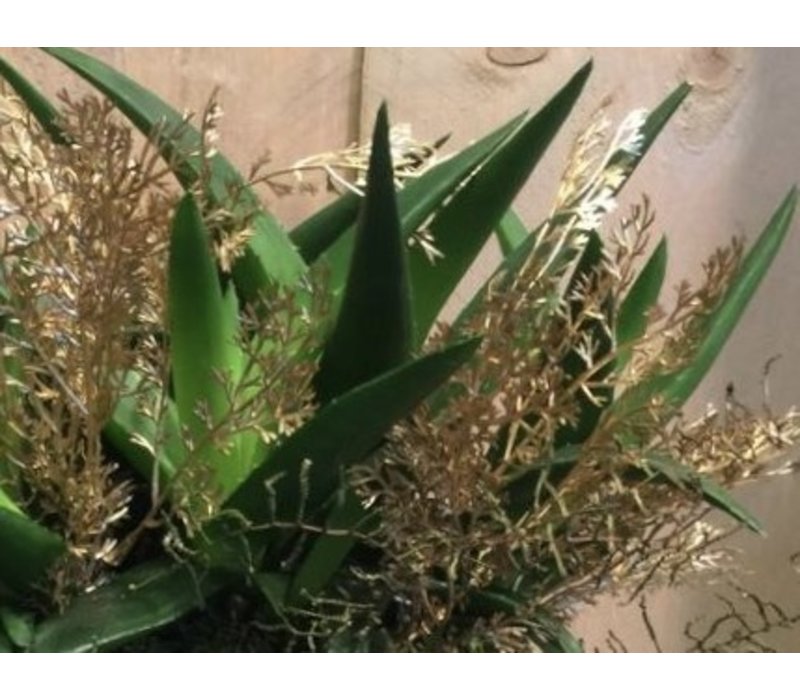 Plant decoratie gouden pot