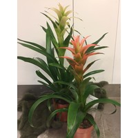 Bromelia Vriesea plant