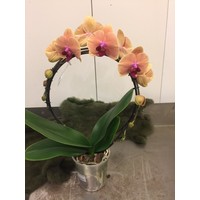 Phalaenopsis boog