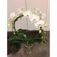 Phalaenopsis boog