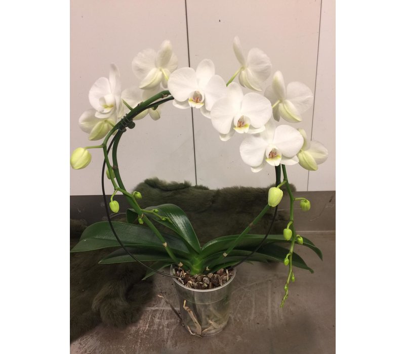 Phalaenopsis boog