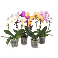 Phalaenopsis boog