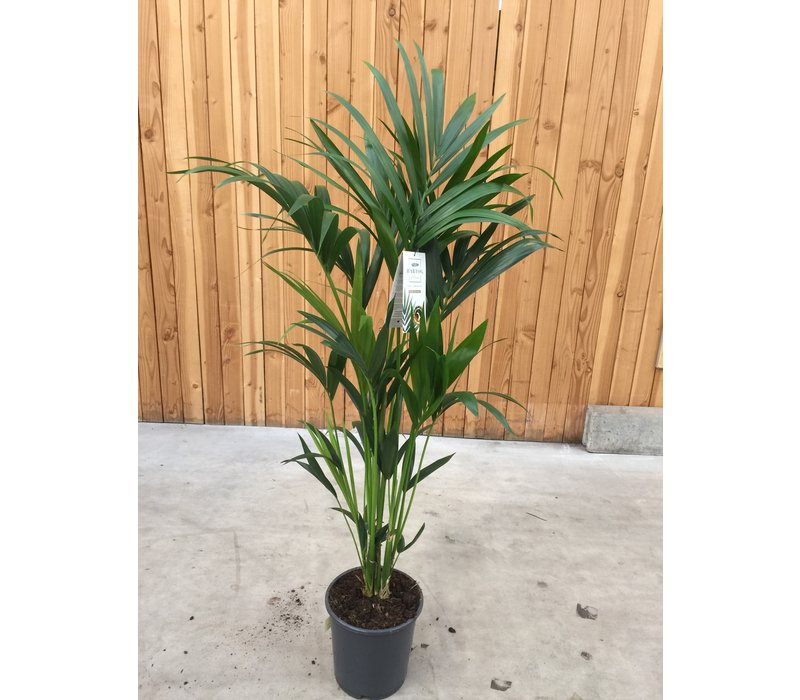 Kentia palm