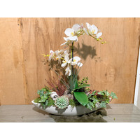 Witte schuit gevuld met witte Orchideeën en vetplanten