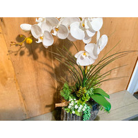 Orchideeën/planten-arrangement