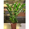 Ron Bloemenweelde Zamioculcas Zamiifolia