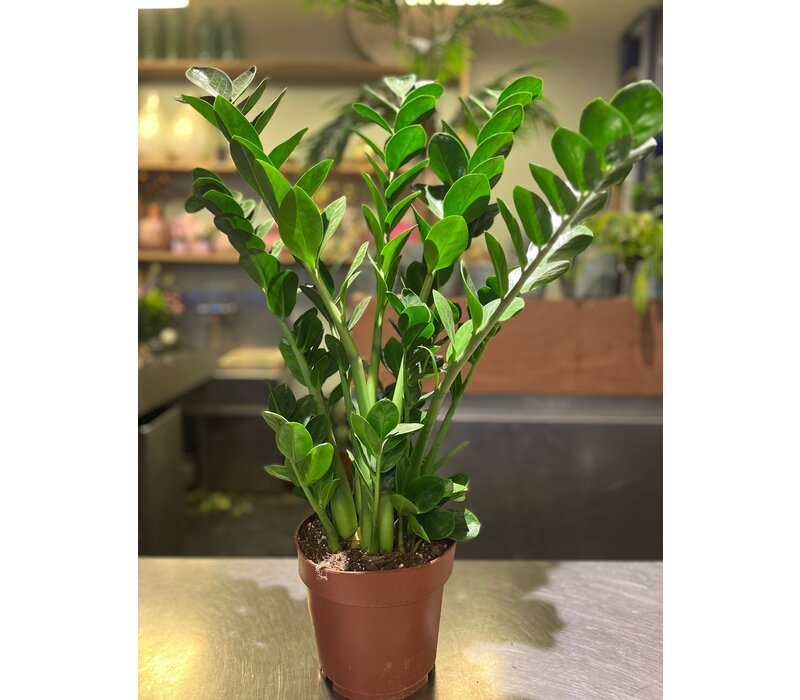 Zamioculcas Zamiifolia