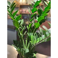 Zamioculcas Zamiifolia